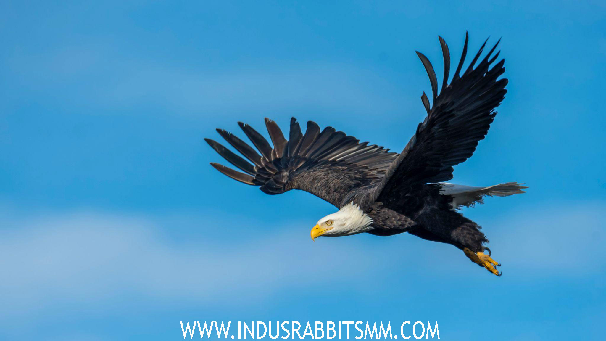 Endangered animals Flores Hawk-Eagle A Majestic Raptor - INDUSRABBITSMM